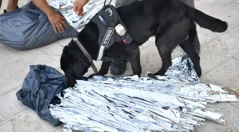 כלב משטרתי (דוברות המשטרה)